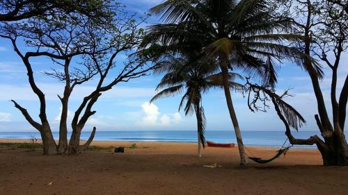 a beach with two palm trees and the ocean at Ocean Villa Heights in Brufut