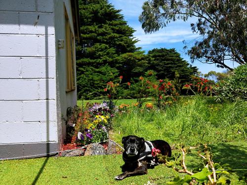 a black dog laying in the grass next to a house at Twelve Apostles Motel & Country Retreat in Princetown