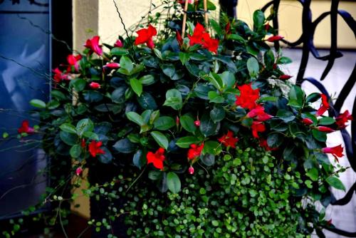 a potted plant with red flowers on a bench at Senoji Palanga in Palanga