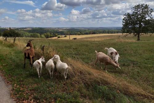 a group of animals running in a field at Gite de Miavoye calme nature chaleur vue in Onhaye
