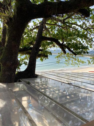 a tree sitting on top of a table under a tree at Pousada Camarote Itaipu in Niterói