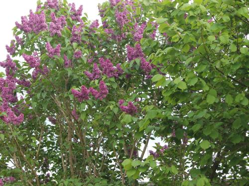 a group of trees with purple flowers on them at Sch ne Wohnung in Kr pelin in der N he von Meer in Kröpelin