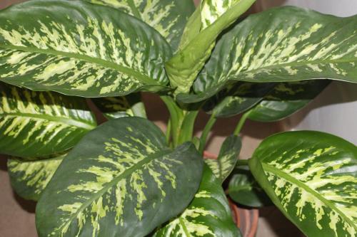 a green plant with green leaves on a table at Hotel Seva in Seva