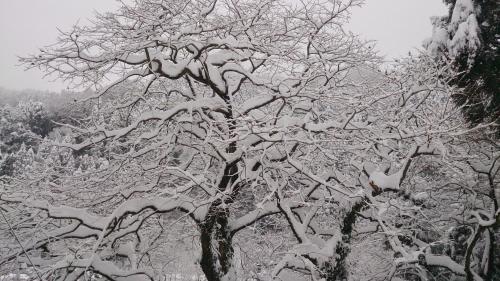 a snow covered tree with snow covered branches at Kurokawa Onsen Ryokan Ichinoi in Minamioguni
