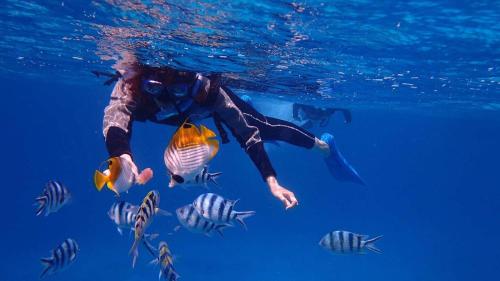 a person swimming in the water with fish at Sunset Beach Vacation House in Chatan
