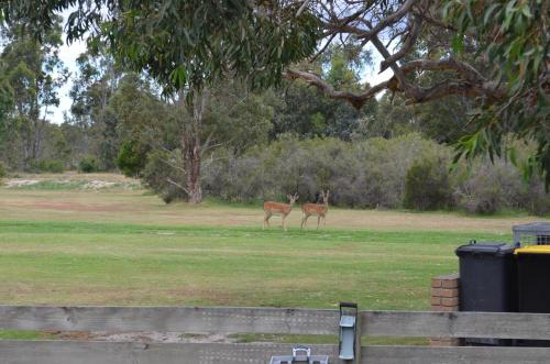 two deer standing in a field of grass at Mountain View Motor Inn & Holiday Lodges in Halls Gap