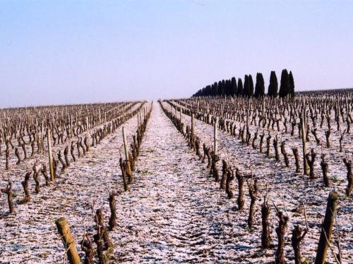 a vineyard with trees and snow on the ground at Château de la Galissonnière in Le Pallet