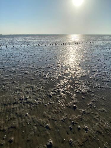 a group of birds standing on the beach at Ferienwohnung am Deichweg in Cappel-Neufeld