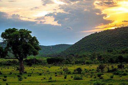 a tree in a field with a mountain at Laluka Safari Lodge - Welgevonden Game Reserve in Welgevonden Game Reserve