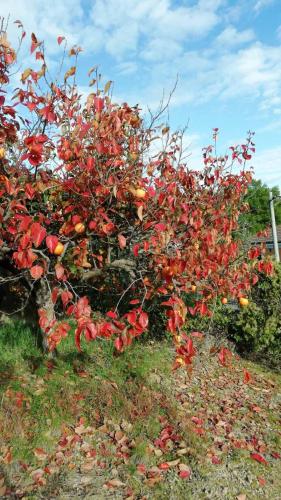 a tree with red leaves on it in a field at Panoramic view near the beach in Portotož+P in Portorož