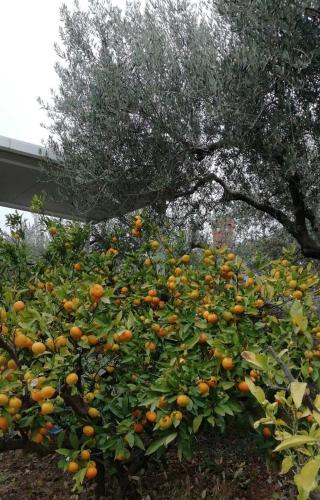 a large pile of oranges growing under a tree at Panoramic view near the beach in Portotož+P in Portorož