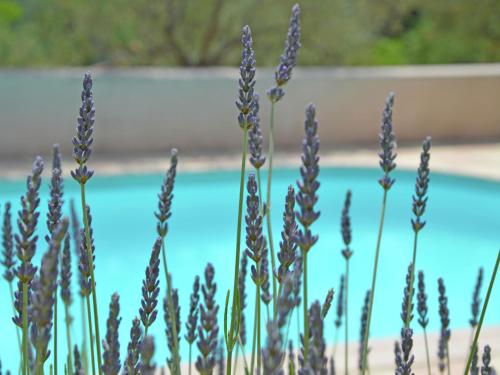 a bunch of purple flowers in front of a pool at Modern villa with swimming pool in Bargemon in Bargemon