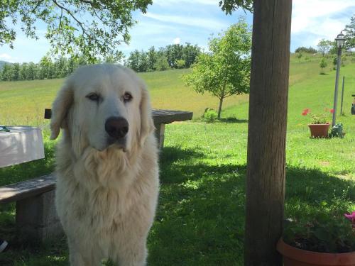 a white dog standing next to a park bench at Farmhouse in Apecchio with Pool & Spa in Apecchio