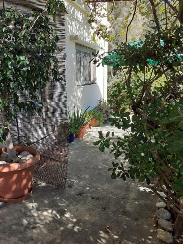 a garden with plants and a building with a window at Sea and Sun in Amoudara Herakliou