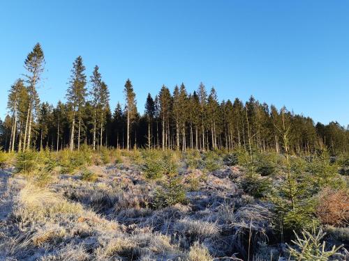 a field with trees in the background at La Maison des Senteurs in Francorchamps