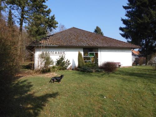 a black cat standing in the grass in front of a house at Land gut Hotel Dierks in Repke