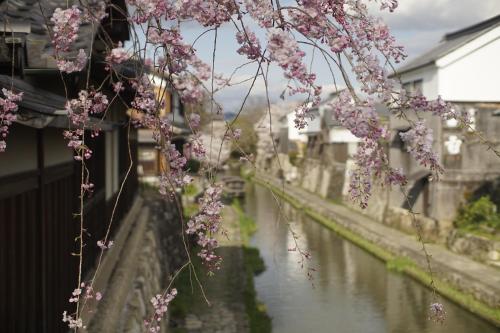a branch of pink flowers hanging over a canal at 薬水君近江八幡水郷民泊貸し切り in Omihachiman