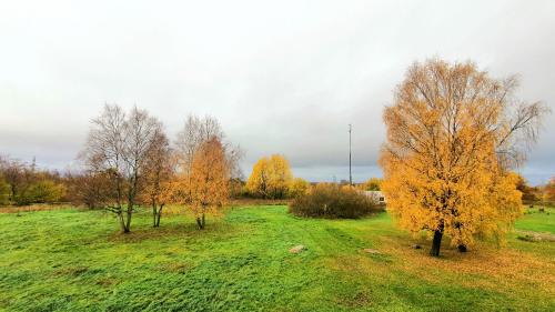 a group of trees in a field with yellow leaves at Gabriel in Maardu