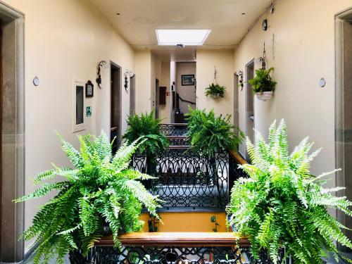 a hallway with potted plants in a building at Hotel Boutique Casa de las Manrique in Guanajuato