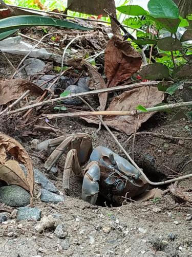 a broken shoe sitting on the ground in the dirt at La Luciernaga Big Creek in Bocas del Toro