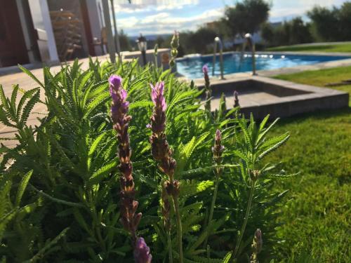 a plant with purple flowers in front of a pool at Villa in Arkadi with Pool near the Sea in Kiriánna