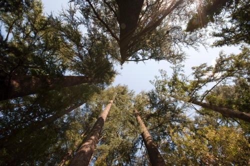 two tall trees looking up into the sky at Schloss-Castel Pienzenau - Guestrooms & Apartments - B&B-Hotel & Restaurant in Merano