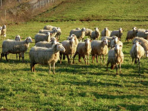a herd of sheep standing in a field at Belvilla by Oyo Sorano in Sorano
