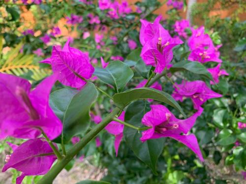 a group of pink flowers in a garden at Kot Babi in La Digue