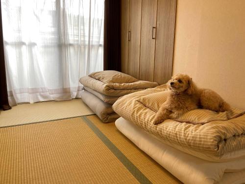 a dog laying on two beds in a room at Kyoto-Gion Tourist House in Kyoto