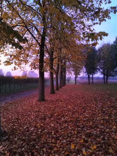 a row of trees with leaves on the ground at B&B Ca' Restom in Reggio Emilia