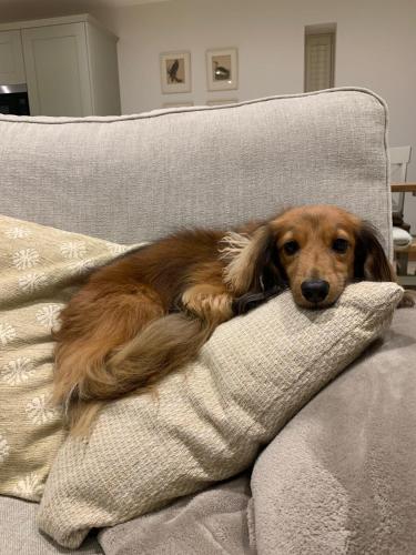 a dog laying on a pillow on a couch at Barrow Hill Barns in Petersfield