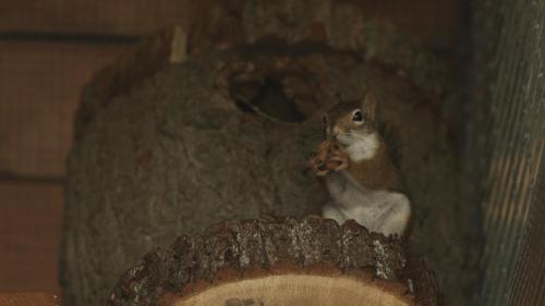 a squirrel sitting on a log eating a piece of food at Tatarska Zagroda - Agroturystyka Dolina Baryczy Noclegi - Domek Jelonek in Krośnice