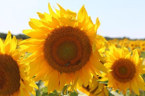 un groupe de tournesols jaunes dans un champ dans l'établissement La Belle Etoile, à Avon-les-Roches