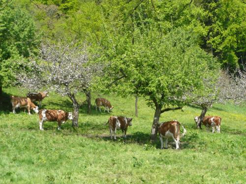 a herd of cows grazing in a field with trees at Adlerhof in Samerberg