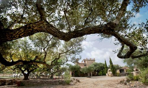 Κήπος έξω από το Finca Jabali