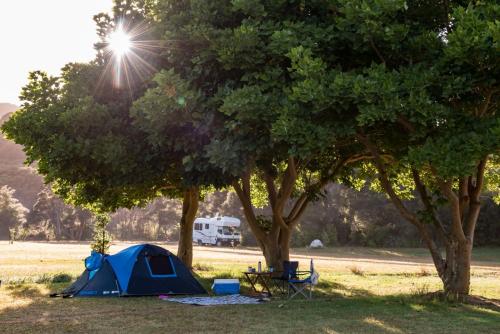 a blue tent in a field under a tree at Russell-Orongo Bay Holiday Park in Russell