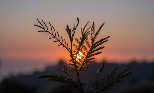 a tree branch with the sunset in the background at Mary Budden Estate in Almora