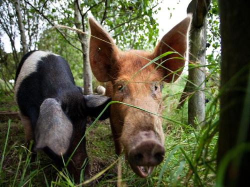 una vaca parada en el césped en el bosque en Ballylagan Organic Farm, en Straid