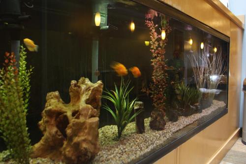 a large aquarium with many different types of plants at Weathervane Inn in Montague
