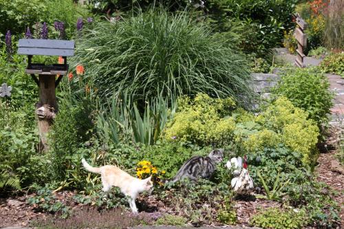 two cats in a garden with flowers and plants at mein kleinHOTEL in Herbstein