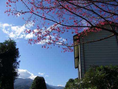 a tree with pink flowers in front of a building at Ying Shih Guest House in Datong