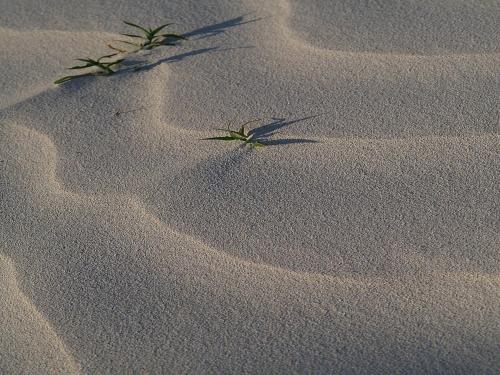 a couple of plants growing in the sand at Pinewood Beach Resort and Spa in Diani Beach