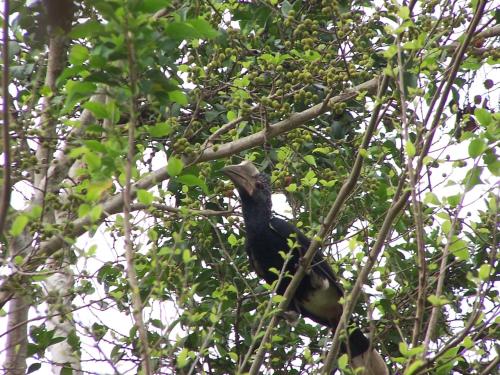 a black bird is sitting in a tree at Pinewood Beach Resort and Spa in Diani Beach