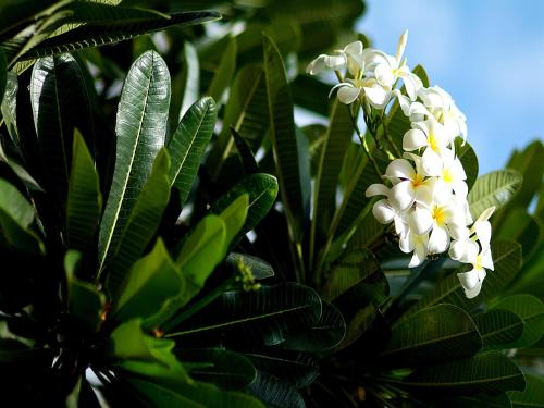 a tree with white flowers and green leaves at Pinewood Beach Resort and Spa in Diani Beach