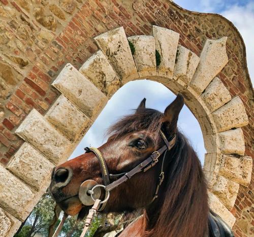 Tenuta I Mandorli – Photos 4