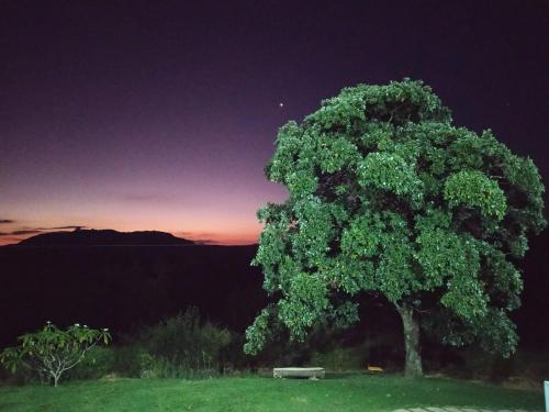 a tree in a field with a bench under it at Pousada Mirante dos Ipês - Capitólio - MG in Capitólio