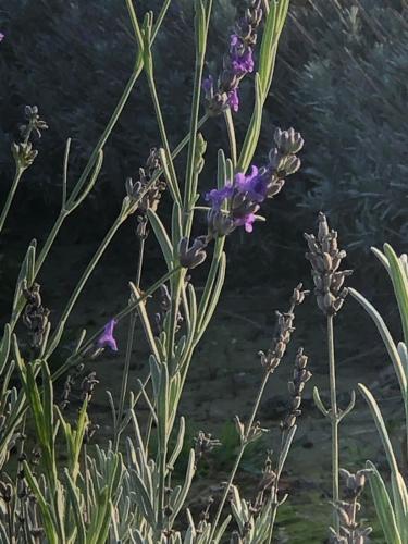 a painting of purple flowers next to a river at Mare&Terra... Alloggi nel Delta in Polesine Camerini