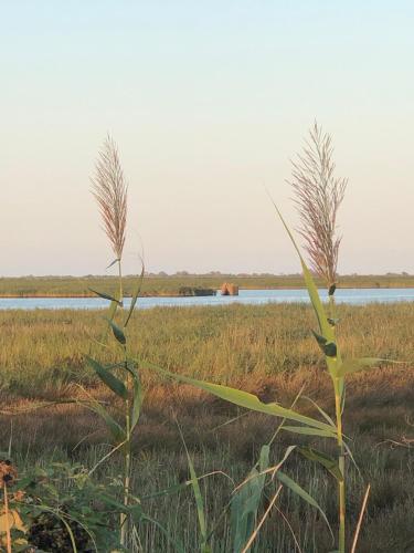 two tall plants in a field next to a body of water at Mare&Terra... Alloggi nel Delta in Polesine Camerini