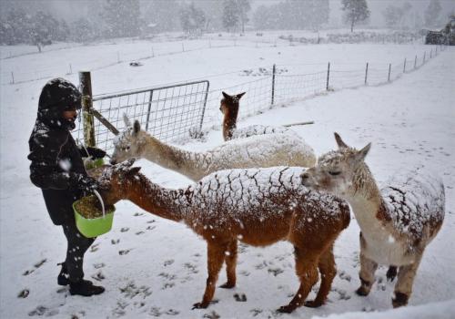 a woman feeding animals in the snow at Maydena Mountain Cabins in Maydena