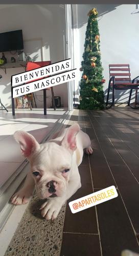 a small dog laying on the floor next to a christmas tree at Ciudadela Santa fe Apartasol 4 A 2 in Santa Fe de Antioquia